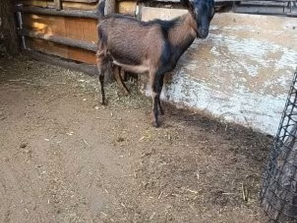 Bode, Alpine goat