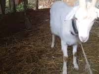 Goat, Saanen goat — photo 4