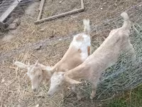Goat, Goats — photo 3