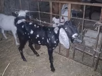Billy Goat, Beetal goats — photo 7