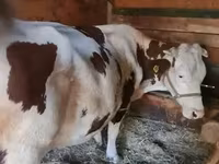 Vaca, Vaca Limousin — foto 1