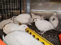 Chickens — الصورة 2