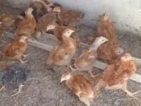 Chickens — fotografija 2