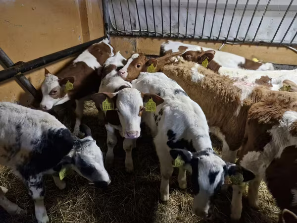 Bik, Simmental cattle