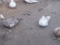 Ducks — 照片 6