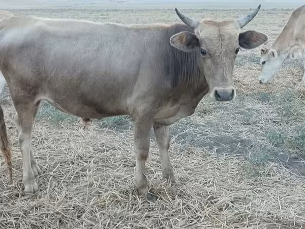 Bik, Azerbejdžanski zebu