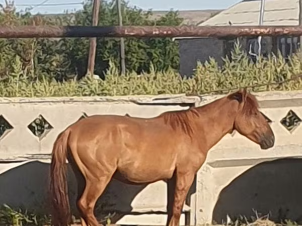 Koń, Mugalzhar horse