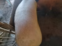 Sow, Pigs — photo 3