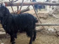 Koza, Dagestan coarsewool goat — fotografija 3