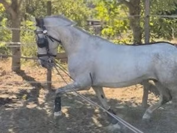 雄馬, Lipizzaner — ハンガリー
