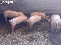 公猪, Pigs — 照片 4