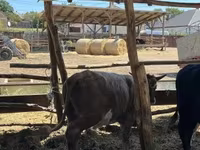 Byk, Simmental cattle — zdjęcie 3