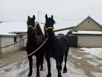 Caballo, Friesian — foto 6
