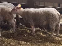 Ovan, Charollais sheep — fotografija 3