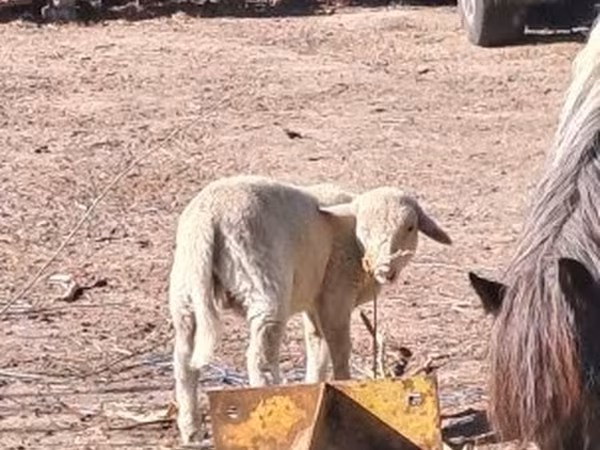 Baran, Merino sheep — Węgry