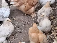 كوشين — الصورة 3