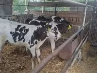 Бик, Russian Black pied cattle — фото 5