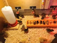 Quails — zdjęcie 1