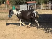 Mare, Horses — photo 4