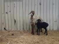 Ovca, Arashan sheep — fotografija 3