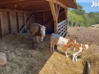 Krava, Simmental cattle — fotografija 2