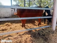 Bulle, Limousin-Kuh — Foto 2