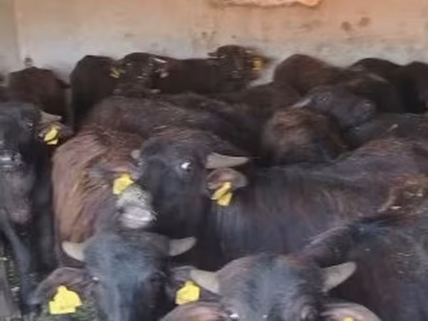 牛只（批次，未指定性别）, African Buffalo