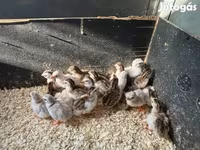 Guinea fowl — photo 2