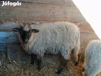 母羊, Racka sheep — 照片 2