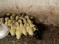 Ducks — الصورة 1