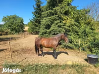Pastuv, Коњи — fotografija 3