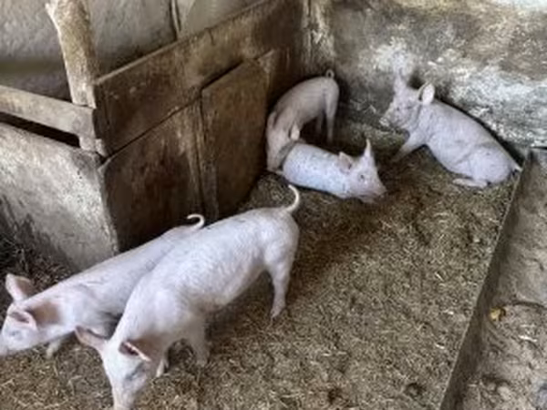Svinje (partija, pol nije naveden), Свиње