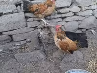 ياكيدو — الصورة 2