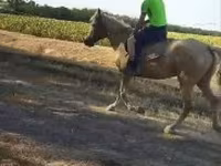 母马, Horses — 照片 5