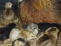 Chickens — الصورة 2
