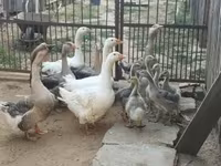 Geese — الصورة 2
