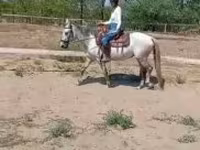 母马, Horses — 照片 1