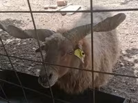 Schaf, Racka sheep — Foto 8