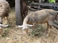 Brebis, Luzein sheep — photo 1