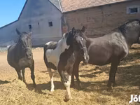 حصان, Nonius horse — الصورة 1