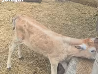 Toro, Raza gris húngara — foto 1