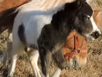 Pastuv, Miniature horse — fotografija 4