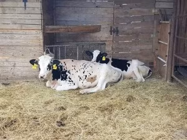 Vaca, Raça Holstein — Hungria