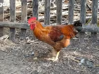 Chickens — Foto 2