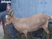 公山羊, Goats — 照片 1