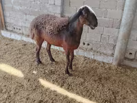 Schafe (Partie, Geschlecht nicht angegeben), Blackheaded Persian sheep — Foto 3