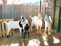Billy Goat, Saanen goat — photo 6