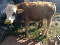 Touro, Simmental cattle — foto 1