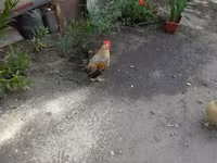 Bantam Japonesa — foto 4