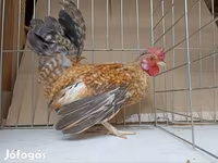 Chickens — fotografija 2